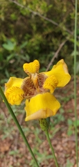 Trimezia juncifolia