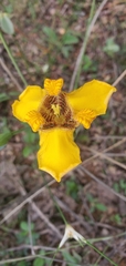 Trimezia juncifolia
