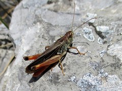 Stenobothrus rubicundulus