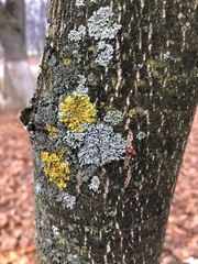 Physcia stellaris