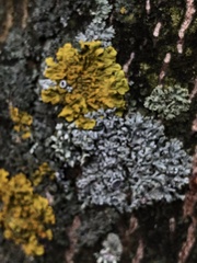Physcia stellaris