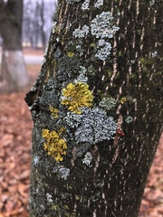 Physcia stellaris