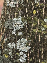 Physcia stellaris