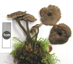 Auriscalpium umbella