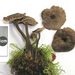 Auriscalpium umbella - Photo (c) Jerry Cooper,  זכויות יוצרים חלקיות (CC BY), הועלה על ידי Jerry Cooper