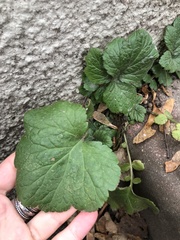 Geum urbanum