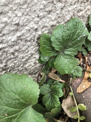 Geum urbanum