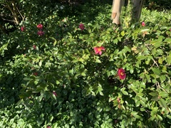 Camellia hiemalis