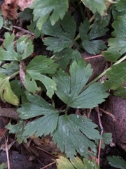 Ranunculus repens