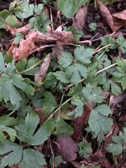 Ranunculus repens