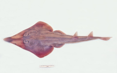 Aptychotrema rostrata