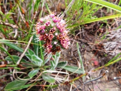 Echiostachys ecklonianus