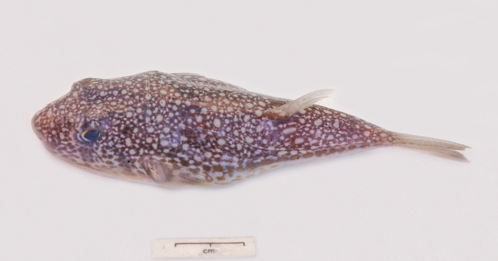 Anderson's Toadfish