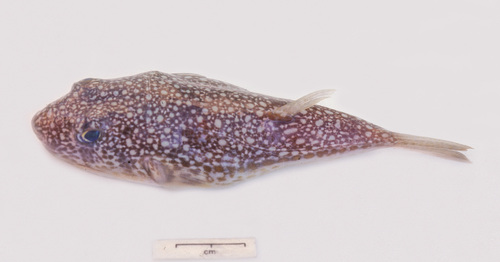 Torquigener andersonae