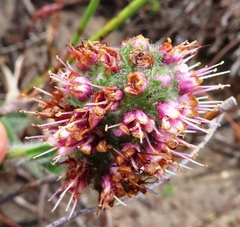 Echiostachys ecklonianus