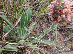 Echiostachys ecklonianus