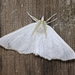 Elm Spanworm Moth - Photo (c) Jenn Forman Orth, some rights reserved (CC BY-NC-SA)