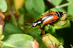 Malachius rubidus