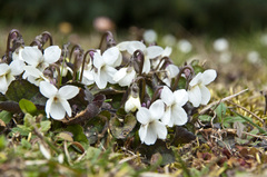 Viola alba alba