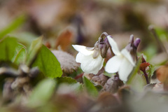 Viola alba alba
