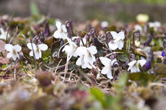 Viola alba alba