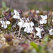 Viola alba scotophylla - Photo (c) Martin A. Prinz, algunos derechos reservados (CC BY-NC), uploaded by Martin A. Prinz
