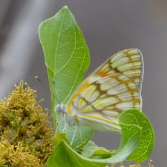 Colotis celimene pholoe