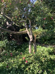 Camellia hiemalis