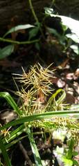 Cyperus odoratus odoratus