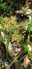 Cyperus odoratus odoratus