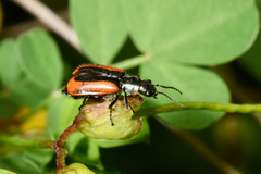 Malachius rubidus