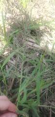 Leptochloa panicoides