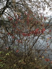 Cornus