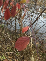 Cornus