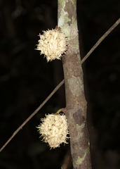 Carpotroche longifolia