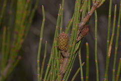 Allocasuarina rigida