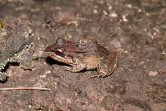 Leptodactylus longirostris
