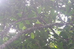 Anomalurus beecrofti