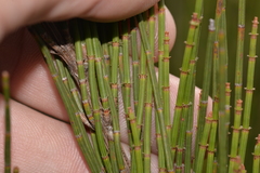 Allocasuarina rigida