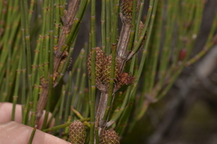 Allocasuarina rigida