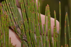 Allocasuarina rigida