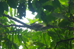 Anomalurus beecrofti