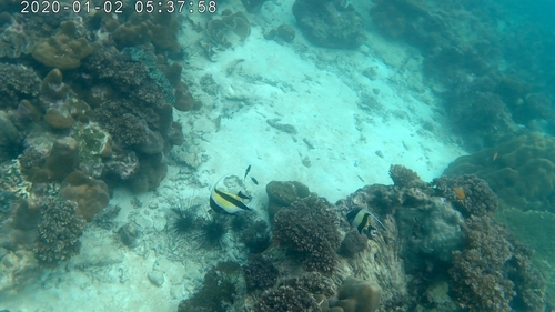 Moorish Idol — seen at this dive site