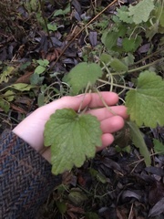 Leonurus quinquelobatus