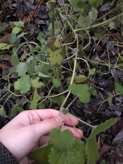 Leonurus quinquelobatus