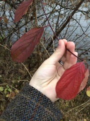 Cornus