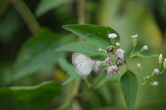 Oboronia punctatus