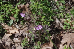 Geranium maculatum