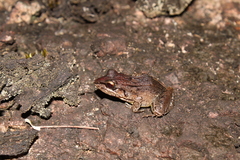 Leptodactylus longirostris