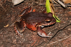 Leptodactylus myersi